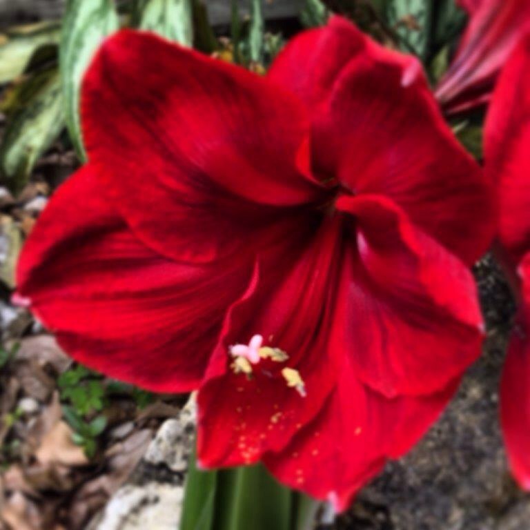 Florida Amaryllis 