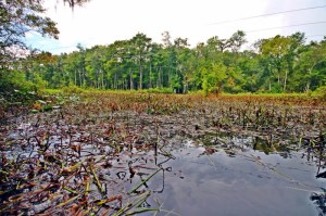 Water plants choking waterway in Florida, impeding healthy water flow.  Including the water hyacinth, for over a hundred and fifty years water plants have invaded healthy watercourses, impeded transportation and disrupted healthy water flows and exchanges of nutrients, eventually smothering the watercourses invaded.