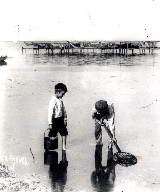 Small boys digging for clams along the east bank of the Indian River Lagoon, ca. 1890's.  Collection of the Author